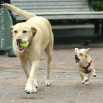 Pet Humour Image