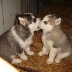 Pet Humour Image