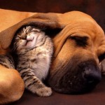 Pet Humour Image