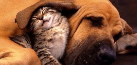 Puppies, Kittens & more