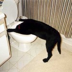 Pet Humour Image
