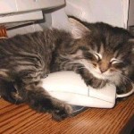 Pet Humour Image
