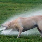 Pet Humour Image