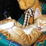 Pet Humour Image