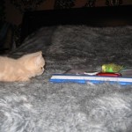 Pet Humour Image