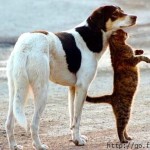 Pet Humour Image