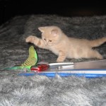 Pet Humour Image