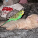 Pet Humour Image