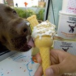 Pet Humour Image