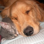 Pet Humour Image