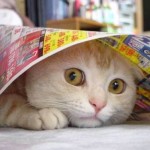 Pet Humour Image