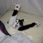Pet Humour Image