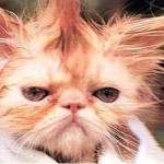 Pet Humour Image