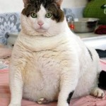 Pet Humour Image