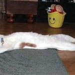 Pet Humour Image